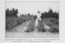 A prize garden, Caroline County, Va., 1915. Creator: Unknown