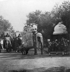 A Punjabi princess in an elephant procession, Delhi, India, 1900s.Artist: H Hands & Son