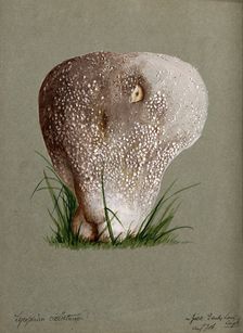 A puff ball (Lycoperdon species), 1886. Creator: Unknown