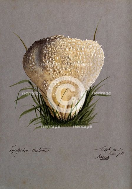 A puff ball (Lycoperdon species), 1888. Creator: Edwin Wheeler.