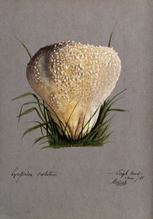 A puff ball (Lycoperdon species), 1888. Creator: Edwin Wheeler