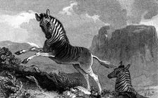 A Quagga, 1815