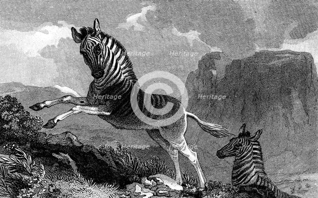A Quagga, 1815. Artist: Unknown