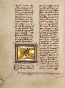 A Quail; Bestiary, about 1270. Creator: Unknown