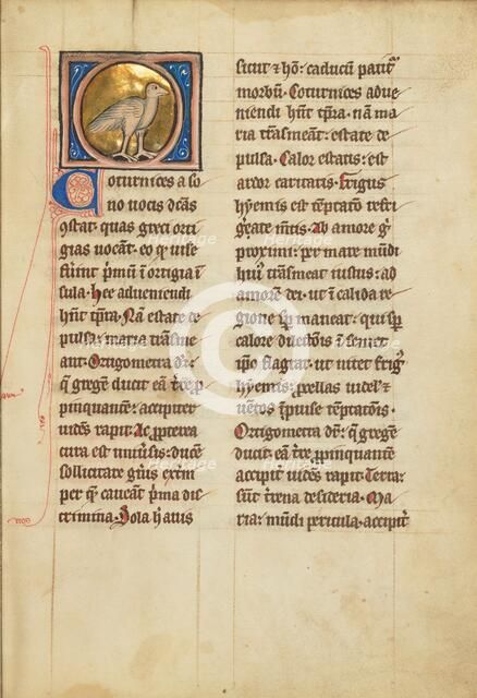 A Quail; De Natura Avium; De Pastoribus et Ovibus; Bestiarium, 1277 or after. Creator: Unknown.