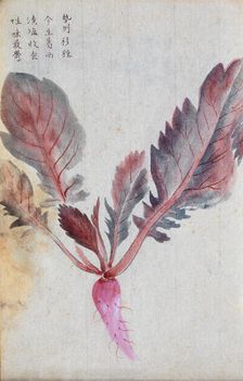 A radish (Raphanus species): root and leaves. Creator: Unknown