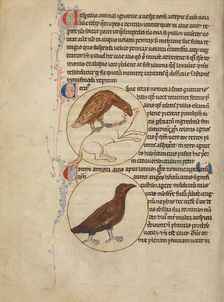 A Raven; A Crow; Northumberland Bestiary, about 1250-1260. Creator: Unknown