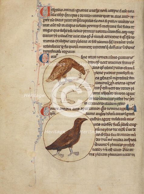 A Raven; A Crow; Northumberland Bestiary, about 1250-1260. Creator: Unknown.