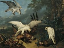 A red kite defeated by Icelandic falcons, c1745. Creator: Philipp Ferdinand de Hamilton