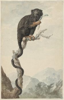 A Red-handed Tamarin, 1776. Creator: Jacobus Perkois