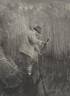 A Reed-Cutter at Work, 1886. Creators: Dr Peter Henry Emerson, Thomas Frederick Goodall