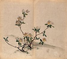 A rhododendron (Rhododendron indicum): small flowering shrub in grassland. Creator: Unknown