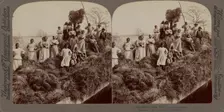 A rice raft, South Carolina, 1895. Creator: Unknown