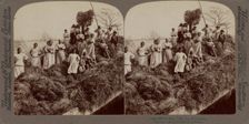 A rice raft, South Carolina, 1895. Creator: Unknown