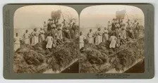 A Rice Raft, South Carolina, captured 1895; printed 1904. Creator: Strohmeyer & Wyman