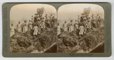 A Rice Raft, South Carolina, captured 1895; printed 1904. Creator: Strohmeyer & Wyman