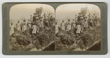 A Rice Raft, South Carolina, captured 1895; printed 1904. Creator: Strohmeyer & Wyman