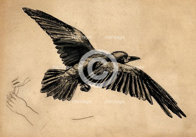 A rook in flight - a study for 'Christmas Eve, 1887', c1887-88. Creator: John Everett Millais.