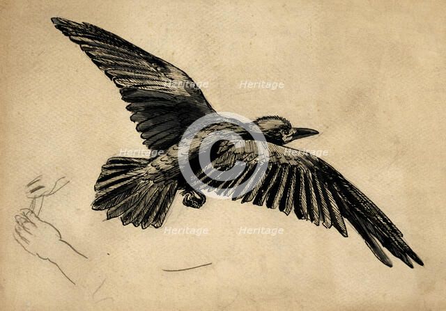 A rook in flight - a study for 'Christmas Eve, 1887', c1887-88. Creator: John Everett Millais.