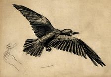 A rook in flight - a study for Christmas Eve, 1887 c1887-88. Creator: John Everett Millais