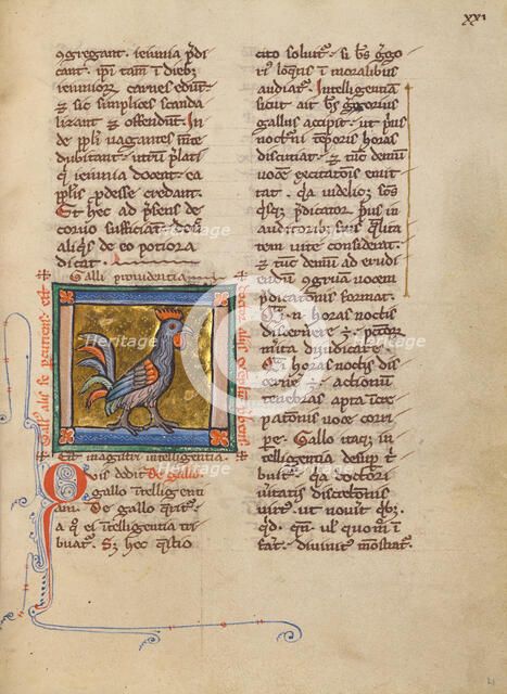 A Rooster; Bestiary, about 1270. Creator: Unknown.
