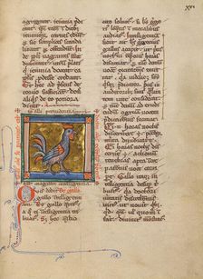 A Rooster; Bestiary, about 1270. Creator: Unknown