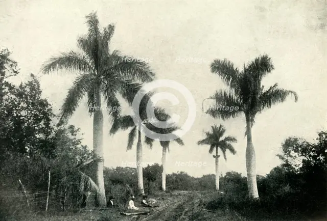 'A Road in the Temperate Zone, with Palms and Vegetation', 1919. Creator: Unknown.