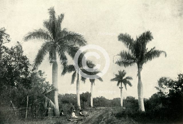 'A Road in the Temperate Zone, with Palms and Vegetation', 1919. Creator: Unknown.