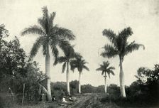 A Road in the Temperate Zone, with Palms and Vegetation 1919. Creator: Unknown