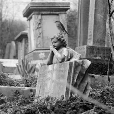A robin perched on a grave, Highate Cemetery, Swains Lane, Camden, London, 1977-78. Creator: John Gay