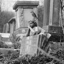 A robin perched on a grave, Highate Cemetery, Swains Lane, Camden, London, 1977-78. Creator: John Gay