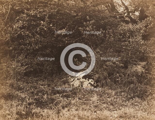 A Rock in the Forest, c. 1865. Creator: Eugène Cuvelier.
