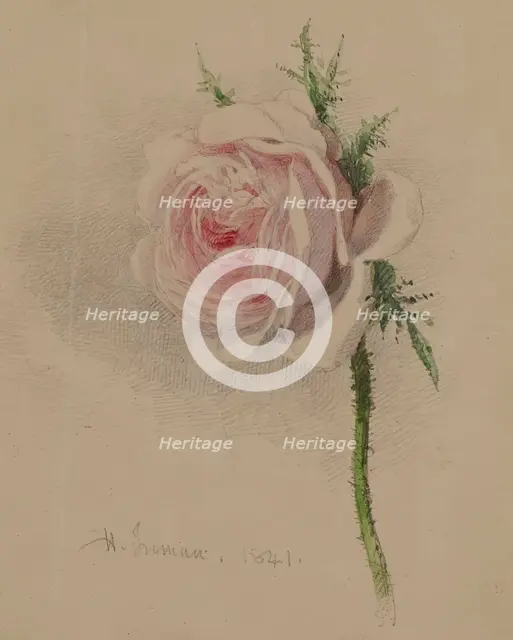 A Rose, 1841. Creator: Henry Inman.
