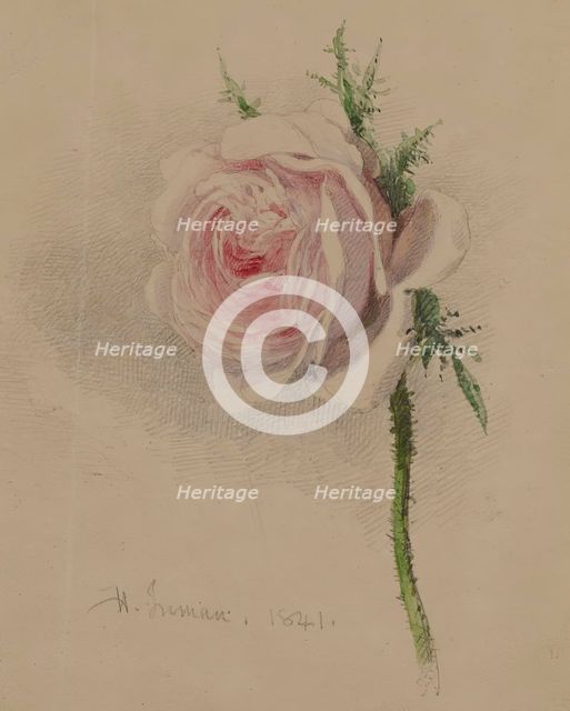 A Rose, 1841. Creator: Henry Inman.