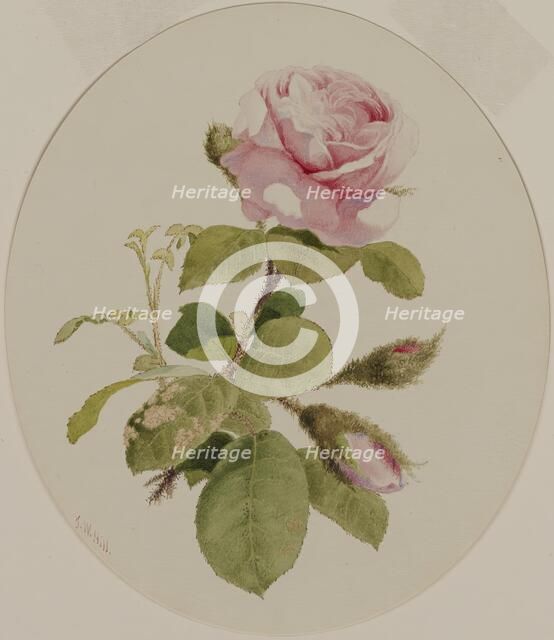 A Rose, mid 19th century. Creator: John William Hill.