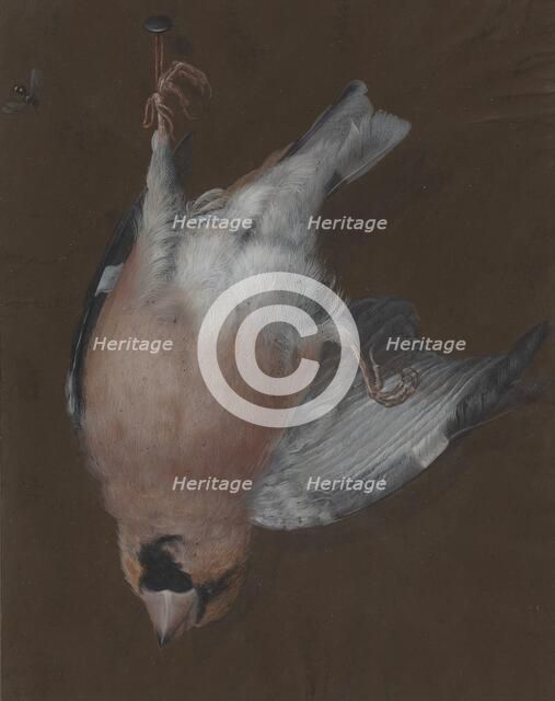 A Rose-Breasted Finch Hanging from a Nail, c. 1760. Creator: Barbara Regina Dietzsch.