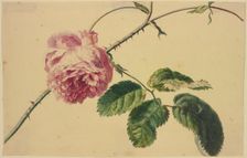 A rose, c1710-1749. Creator: Jan van Huysum