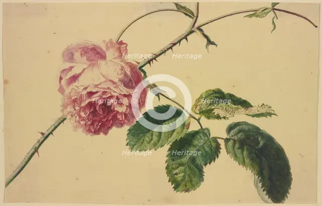A rose, c1710-1749. Creator: Jan van Huysum.