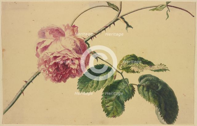 A rose, c1710-1749. Creator: Jan van Huysum.
