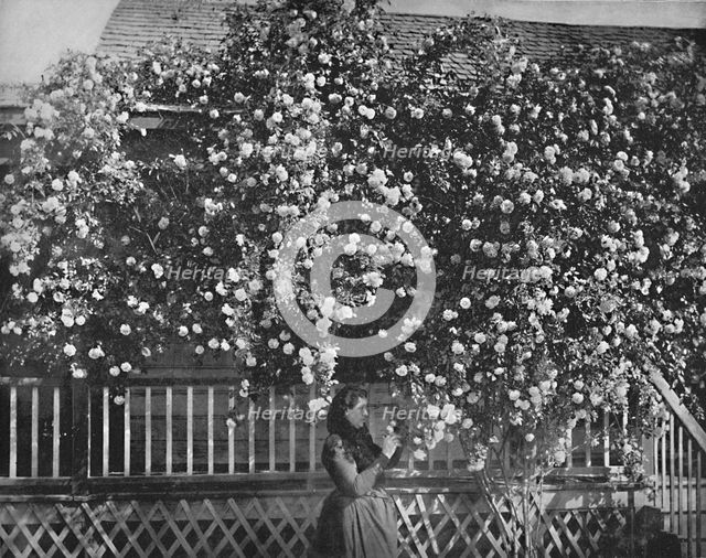 'A Rose-Decked Home, Southern California', c1897. Creator: Unknown.
