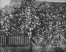 A Rose-Decked Home, Southern California c1897. Creator: Unknown