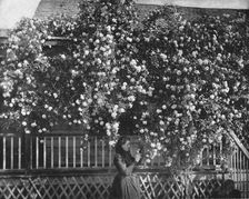 A Rose-Decked Home, Southern California, USA, c1900. Creator: Unknown