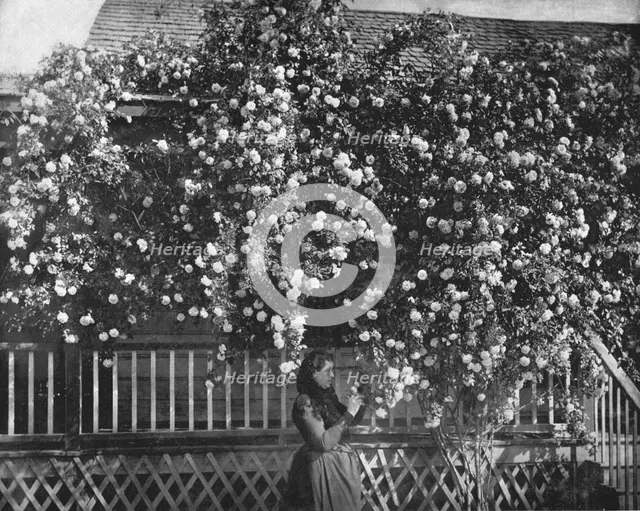 A Rose-Decked Home, Southern California, USA, c1900. Creator: Unknown.