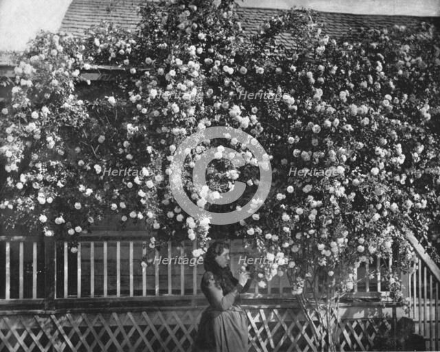 A Rose-Decked Home, Southern California, USA, c1900. Creator: Unknown.