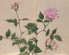 A rose (Rosa species): flowering stem and cut flower. Creator: Unknown