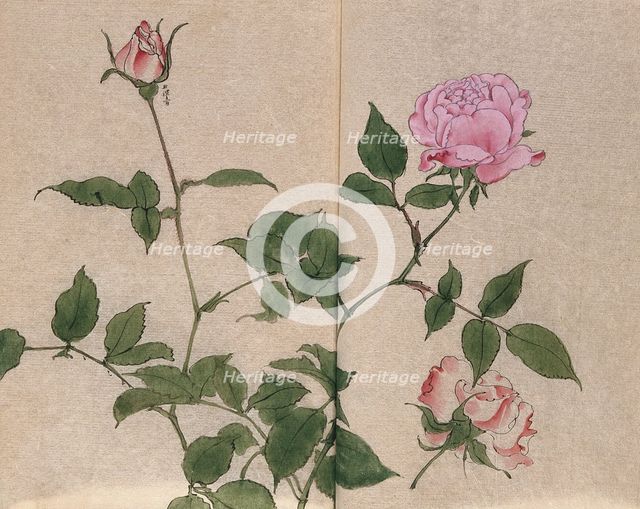 A rose (Rosa species): flowering stem and cut flower. Creator: Unknown.