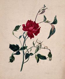A rose (Rosa species): flowering stem. Creator: Unknown