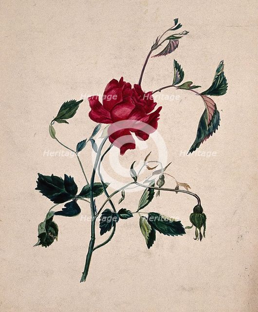 A rose (Rosa species): flowering stem. Creator: Unknown.