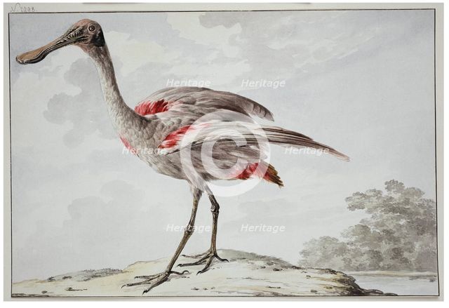 A Roseate Spoonbill (Platalea ajaja), 1760-1780. Creator: Aert Schouman.
