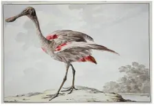 A Roseate Spoonbill (Platalea ajaja), 1760-1780. Creator: Aert Schouman